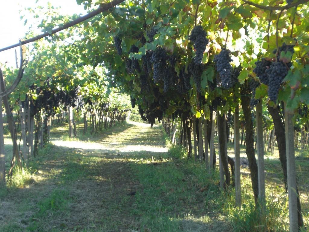 Bed&Breakfast Sforza 19 San Colombano al Lambro Exterior foto